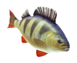 Gaby Plyšová ryba Ostriež 50 cm GABY www.24k.sk