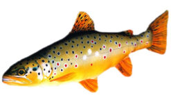 Gaby Plyšová ryba Pstruh Potočný 62 cm GABY www.24k.sk