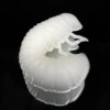 Larva HARMONY BAITS Scarab