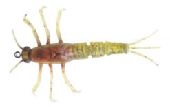 Nymfa SAVAGE GEAR 3D TPE Mayfly Nymph Olive SAVAGE GEAR www.24k.sk