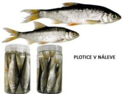 Plotice v náleve ESOX www.24k.sk