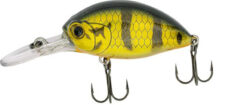 QUANTUM Fat Minnow DR