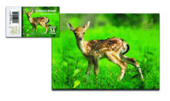 https://www.odimon.sk/buxus/images/fotogaleria/katalog_produktov/obuv_a_oblecenie/tetrao_1/polovnicke_vzdelavacie_hry_tetrao/polovnicke_puzzle_tetrao_srnca_54_dielikov/puzzle_54_dielikov_.jpg TETRAO www.24k.sk