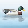 https://www.odimon.sk/buxus/images/fotogaleria/katalog_produktov/polovnicke_potreby_1/doplnky_na_lov/balabany/balaban_mallard_drake_kacica_diva_–_kohut_/balaban_divoka_kacica_kohut_.jpg SPORT PLAST www.24k.sk