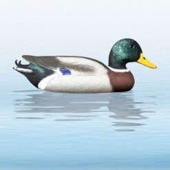 https://www.odimon.sk/buxus/images/fotogaleria/katalog_produktov/polovnicke_potreby_1/doplnky_na_lov/balabany/balaban_mallard_drake_kacica_diva_–_kohut_/balaban_divoka_kacica_kohut_.jpg SPORT PLAST www.24k.sk