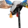 https://www.odimon.sk/buxus/images/fotogaleria/katalog_produktov/polovnicke_potreby_1/doplnky_na_lov/balabany/balaban_mojo_mini_mallard_drake_1/balaban.jpg MOJO Outdoors www.24k.sk