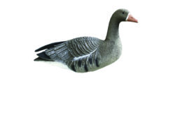https://www.odimon.sk/buxus/images/fotogaleria/katalog_produktov/polovnicke_potreby_1/doplnky_na_lov/balabany/balaban_white_goose_hus_bielocela_/balaban_hus_bielocela_1_1.jpg SPORT PLAST www.24k.sk