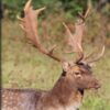 https://www.odimon.sk/buxus/images/fotogaleria/katalog_produktov/polovnicke_potreby_1/polovnicke_filmy_2/dvd_jesenne_caro_hor/dvd_jesenne_caro_hor_.jpg ODIMON www.24k.sk