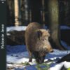 https://www.odimon.sk/buxus/images/fotogaleria/katalog_produktov/polovnicke_potreby_1/polovnicke_filmy_2/dvd_volanie_lesa_/dvd_volanie_lesa_.jpg ODIMON www.24k.sk