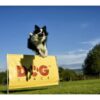 https://www.odimon.sk/buxus/images/produkty/katalog_produktov/polovnicke_potreby/elektronicke_pomocky_pre_vycvik_psov_dogtrace/prekazka_dogtrace/dogtrace_710_1.jpg Dogtrace www.24k.sk